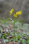 Gagea lutea, Gagée commune
