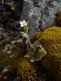 Arabis alpina, Arabette des Alpes