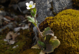 Arabis alpina, Arabette des Alpes