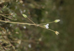 Holosteum umbellatum, Holostée en ombelle