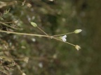 Holosteum umbellatum, Holostée en ombelle