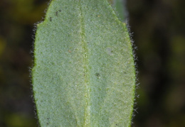 Arabis auriculata, Arabette auriculée