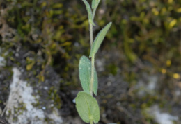 Arabis auriculata, Arabette auriculée