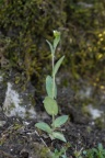 Arabis auriculata, Arabette auriculée