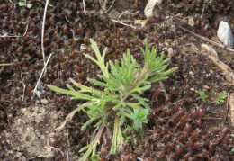 Ajuga chamaepitys, Bugle jaune