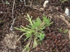 Ajuga chamaepitys, Bugle jaune