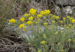 Aurinia saxatilis, Aurinie des rochers