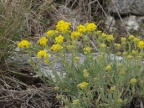 Aurinia saxatilis, Aurinie des rochers