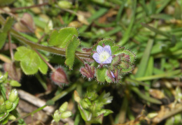 Veronica hederifolia, Véronique à feuilles de lierre