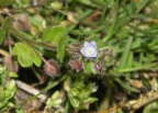 Veronica hederifolia, Véronique à feuilles de lierre