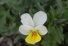 Viola arvensis, Pensée des champs