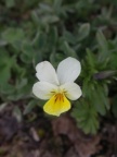 Viola arvensis, Pensée des champs
