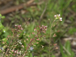 Capsella rubella, Capselle rougeâtre