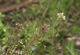 Capsella rubella, Capselle rougeâtre