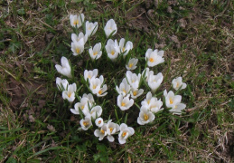 Crocus albiflorus, Crocus du printemps