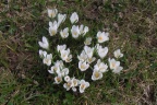 Crocus albiflorus, Crocus du printemps