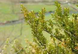 Buxus sempervirens, Buis