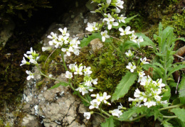 Arabis alpina, Arabette des Alpes