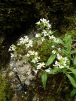 Arabis alpina, Arabette des Alpes
