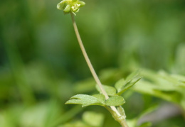 Adoxa moschatellina, Muscatelle