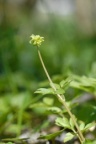 Adoxa moschatellina, Muscatelle