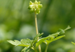 Adoxa moschatellina, Muscatelle