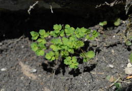 Thalictrum minus subsp. saxatile, Pigamon des rochers