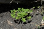 Thalictrum minus subsp. saxatile, Pigamon des rochers