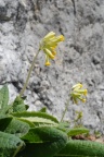 Primula veris subsp. columnae, Primevère de Colonna