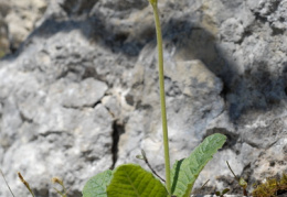 Primula veris subsp. columnae, Primevère de Colonna