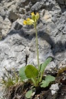Primula veris subsp. columnae, Primevère de Colonna