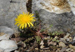 Taraxacum laevigatum, Pissenlit lisse