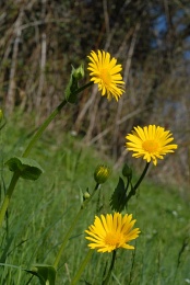 Doronicum pardalianches, Doronic pardalianche