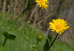 Doronicum pardalianches, Doronic pardalianche