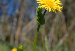 Doronicum pardalianches, Doronic pardalianche