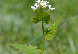 Alliaria petiolata, Alliaire pétiolée