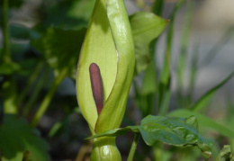 Arum maculatum, Gouet