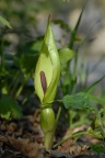 Arum maculatum, Gouet