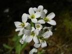 Arabis alpina, Arabette des Alpes
