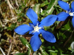 Gentiana verna, Gentiane printanière