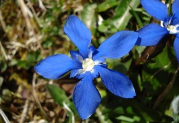 Gentiana verna, Gentiane printanière