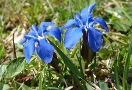 Gentiana verna, Gentiane printanière