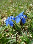 Gentiana verna, Gentiane printanière
