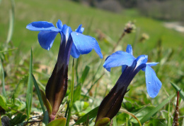 Gentiana verna, Gentiane printanière