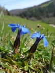 Gentiana verna, Gentiane printanière