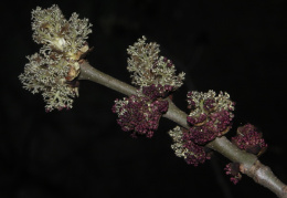 Fraxinus excelsior, Frêne commun