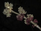 Fraxinus excelsior, Frêne commun