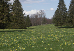 Narcissus pseudonarcissus, Jonquille