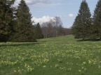 Narcissus pseudonarcissus, Jonquille