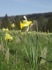 Narcissus pseudonarcissus, Jonquille